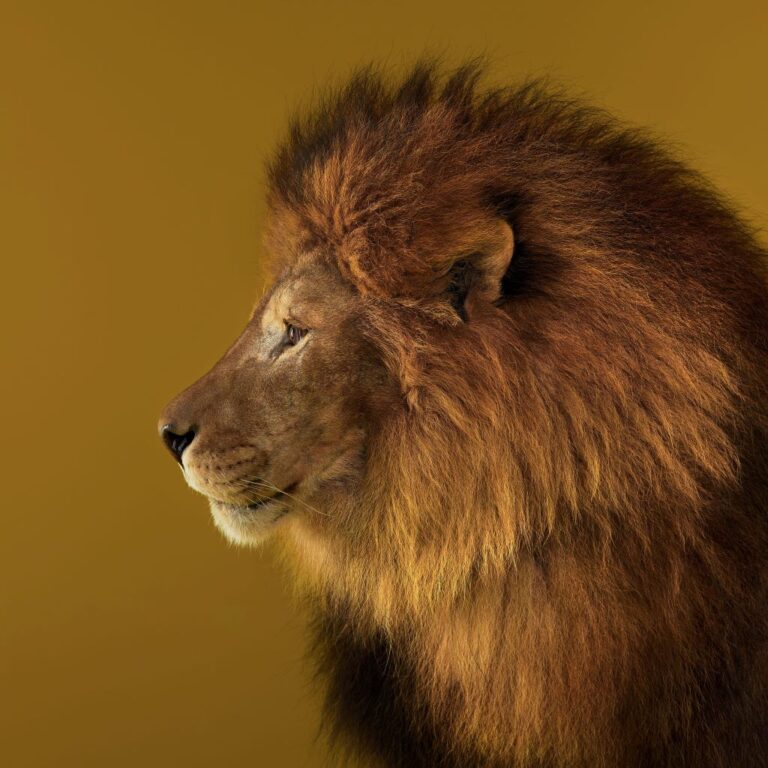 Sitemapcdatahttpsfreydreferenzcomhoroscope Lion Mai 2022