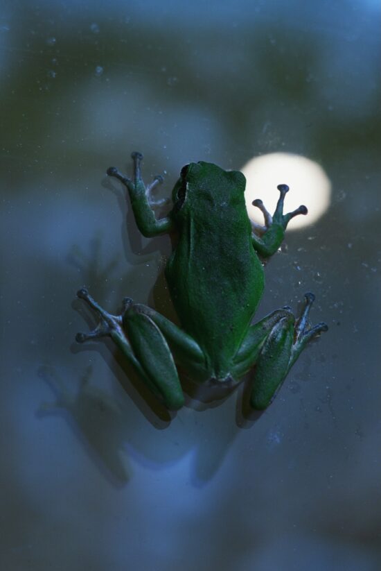 Photographie animalière, Tirage pigmentaire sur Awagami Kozo 110 g, le sujet principal est lune, par Hélène David, le nom de l'œuvre est Hyla Meridionalis (l’apparition de Joël)