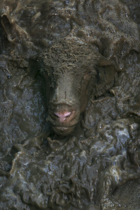 Photographie animalière, Tirage pigmentaire sur papier Awagami Kozo, par Hélène David, le nom de l'œuvre est La baignoire