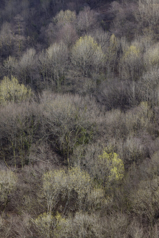 Photographie nature et paysage, Tirage pigmentaire sur papier Awagami Kozo White 110 g, le sujet principal est forêt, par Hélène David, le nom de l'œuvre est Gorri. La forêt parme