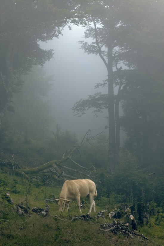 Contemporary Animal photography, Pigment print on Awagami Kozo 110 gsm paper, main subject is forest, by Hélène David, artwork name is La verdure à la vache