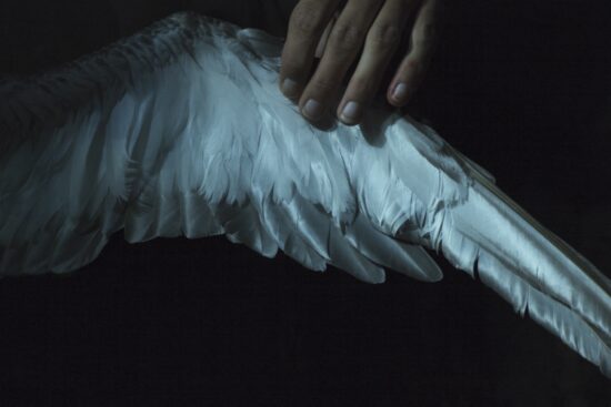Contemporary Animal photography, Pigment print on Awagami Kozo White, main subject is bird, by Hélène David, artwork name is The kiss