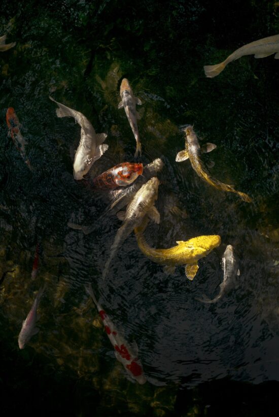 Contemporary Animal photography, Pigment print on Awagami Kozo 110 gsm paper, main subject is fish, by Hélène David, artwork name is Carp (Giotto)