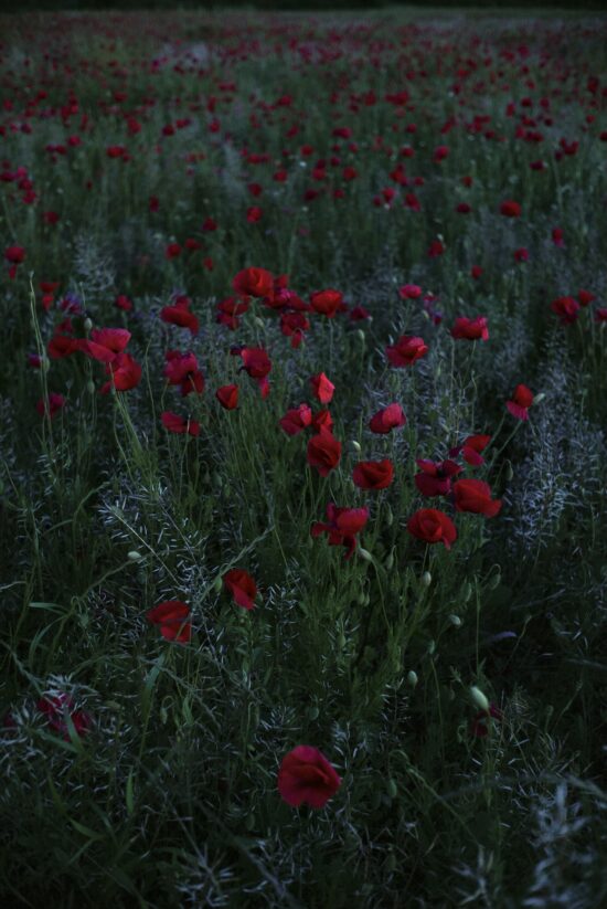 Contemporary Nature and landscape photography, Pigment print on Awagami Kozo 110 gsm paper, main subject is flower, by Hélène David, artwork name is The Poppies of Jouques