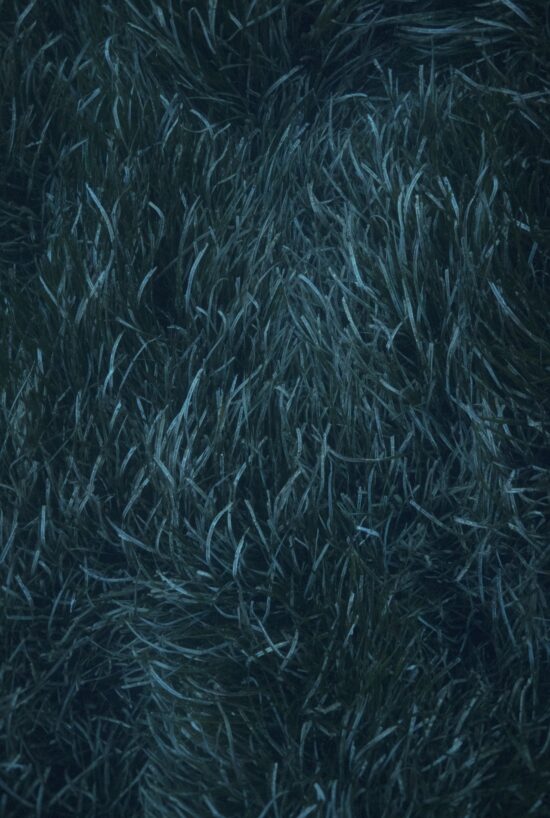Contemporary Nature and landscape photography, Pigment print on Awagami Kozo 110 gsm paper, main subject is sea, by Hélène David, artwork name is Posidonia (in the depths)