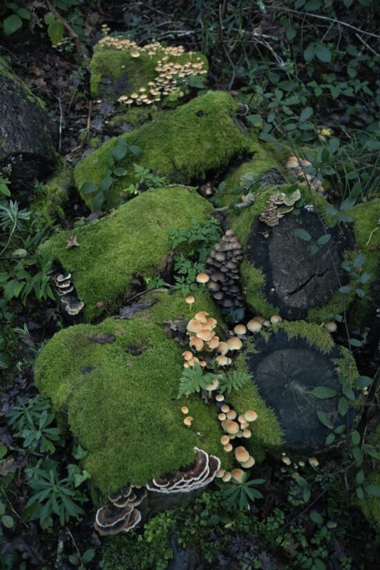 Contemporary Nature and landscape photography, Pigment print on Awagami Kozo 110 gsm paper, main subject is forest, by Hélène David, artwork name is Lizarieta