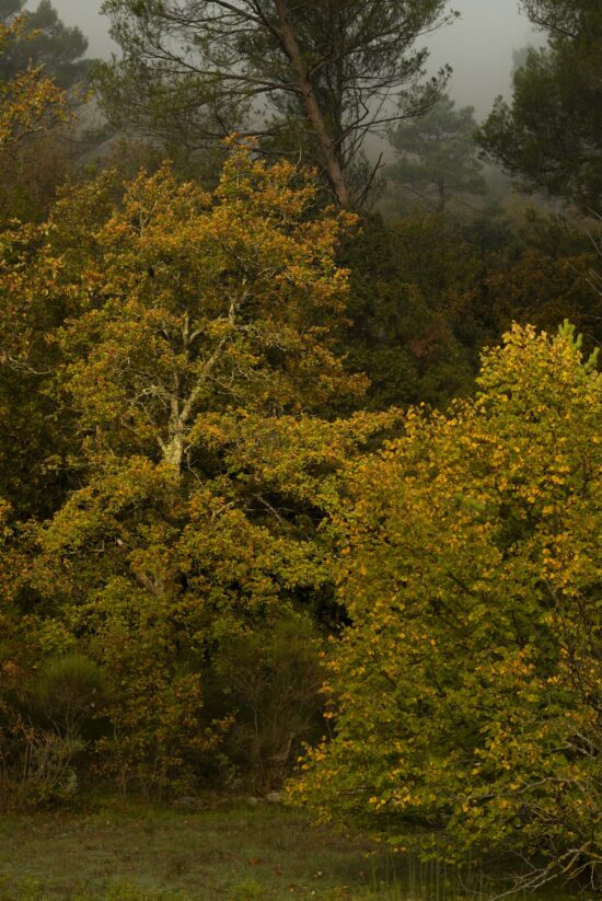 Contemporary Nature and landscape photography, Pigment print on Awagami Kozo 110 gsm paper, main subject is forest, by Hélène David, artwork name is Solstice in Provence