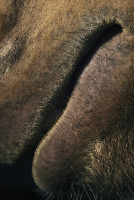 Photographie animalière, Tirage pigmentaire sur papier Awagami Kozo 110 g, par Hélène David, le nom de l'œuvre est Toto