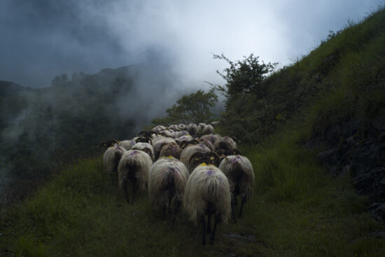 Contemporary Animal photography, Pigment print on Awagami Kozo 110 gsm paper, main subject is mountain, by Hélène David, artwork name is The flock