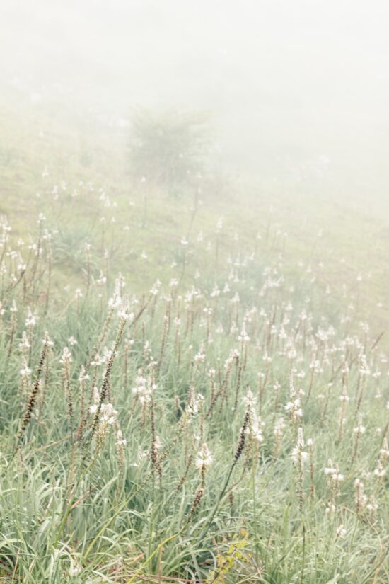 Photographie nature et paysage, Tirage pigmentaire sur papier Awagami Kozo 110 g, le sujet principal est flower, par Hélène David, le nom de l'œuvre est Zuria